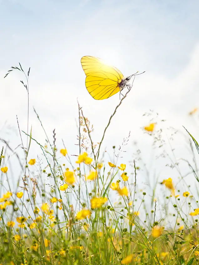 Le biogaz, l'option durable